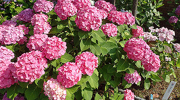 p6080583_thumb.jpg
