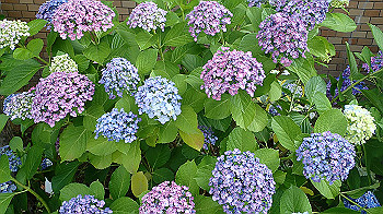 p6080585_thumb.jpg