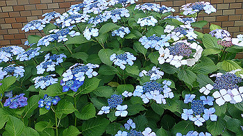 p6080586_thumb.jpg