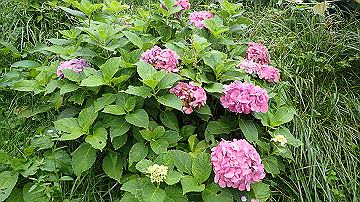 p8250751_thumb.jpg