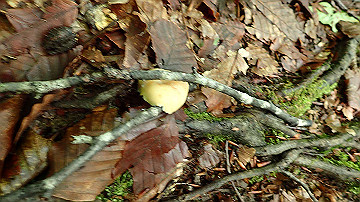 p8260854_thumb.jpg