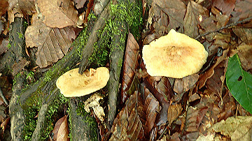 p8260856_thumb.jpg