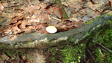 p8260857_thumb.jpg