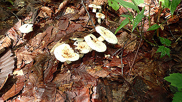 p8260858_thumb.jpg