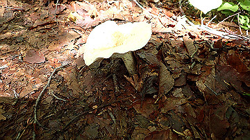 p8260859_thumb.jpg