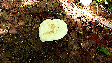 p8260860_thumb.jpg