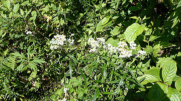 p8260863_thumb.jpg