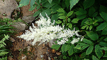 p8260933_thumb.jpg