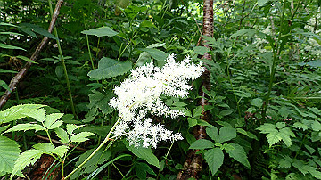 p8260934_thumb.jpg