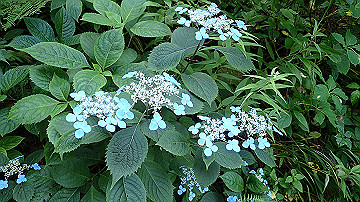 p8260935_thumb.jpg