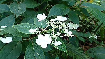 p8260937_thumb.jpg