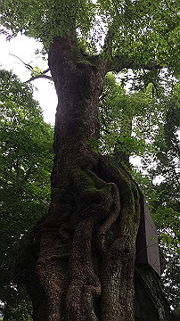 img_8487_thumb.jpg