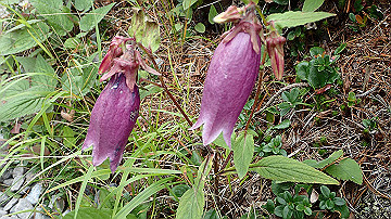 p9011261_thumb.jpg