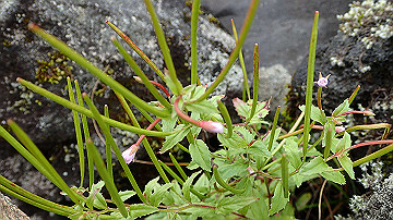 p9011266_thumb.jpg