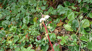 p9011267_thumb.jpg
