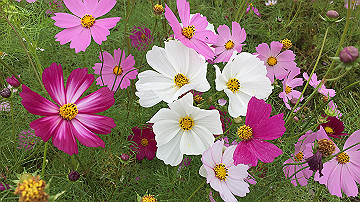 img_8752_thumb.jpg