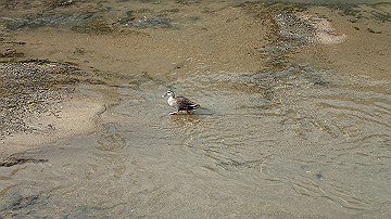 p1183836_thumb.jpg