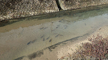 p1183837_thumb.jpg