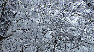 p1273870_thumb.jpg