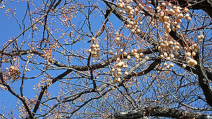 p2273843_thumb.jpg