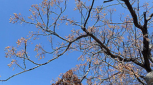 p2273844_thumb.jpg