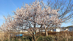 p2274011_thumb.jpg