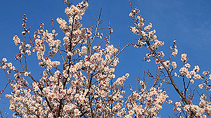 p2274014_thumb.jpg