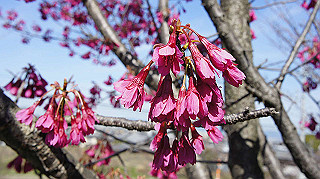 dsc01632_thumb.jpg