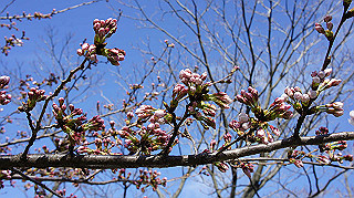 dsc01633_thumb.jpg