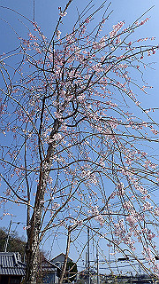 p3293947_thumb.jpg
