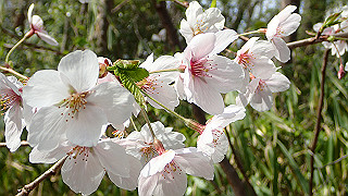 p3293962_thumb.jpg