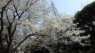 p3293966_thumb.jpg