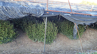 p3304058_thumb.jpg