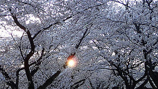 p3304082_thumb.jpg