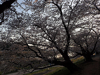 p3304085_thumb.jpg