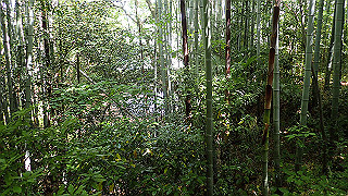 p5050120_thumb.jpg
