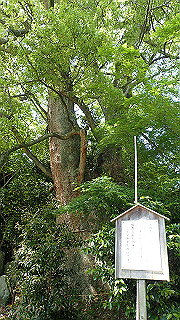 p5050142_thumb.jpg