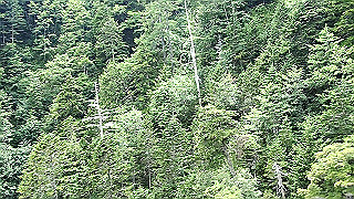 p8190492.mov_thumb.jpg