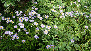p8190510_thumb.jpg