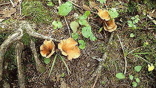 p8200549_thumb.jpg