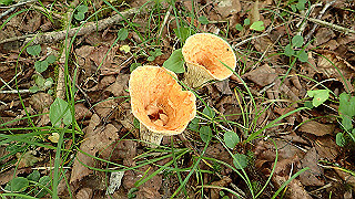 p8200551_thumb.jpg
