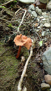 p8200565_thumb.jpg