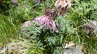 p8200566_thumb.jpg