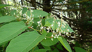 p8200570_thumb.jpg
