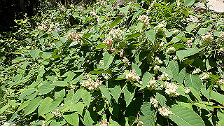 p8200573_thumb.jpg