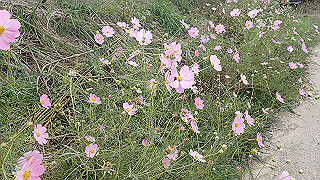 pa200913_thumb.jpg
