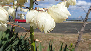 pb021137_thumb.jpg