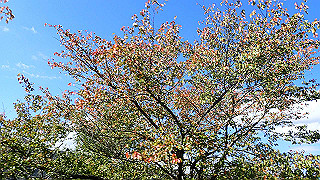 pb031366_thumb.jpg