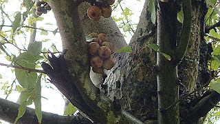 pc111032_thumb.jpg