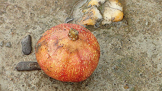 pc111033_thumb.jpg